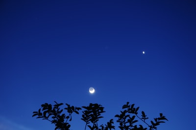 轮廓的植物在夜间在蓝色的天空下

